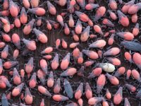 Se utilizará aceite de neem y jabón potásico para controlar la plaga de forma 100% biodegradable.