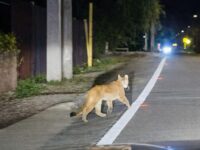 El coordinador de fauna silvestre del SAG O’Higgins, Diego Ramírez Álvarez, se refirió a esta situación.
