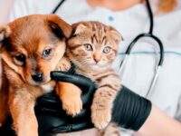 Operativo conjunto entre el municipio y la Delegación Presidencial de Colchagua será el 23 de abril en el estadio municipal.