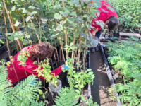 Las participantes profundizaron y compartieron técnicas relacionadas a la poda, riego, compostaje, lombricultura y organización de plantas en viveros.