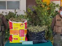 Denuncia anónima permitió desbaratar importante punto de producción de droga en Colchagua.