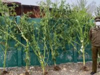 Se logró la incautación de 45 plantas de la droga. 