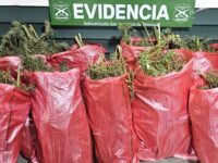 Un detenido en el procedimiento, el que presenta antecedentes vinculados a la Ley 20.000.