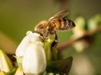 La normativa busca resguardar a los insectos claves para la polinización.