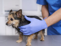 Las inscripciones se realizan en la Unidad de Tenencia Responsable de Animales de Compañía de la comuna.