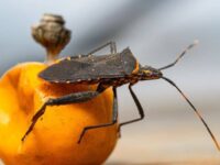 Según datos del SSO, O’Higgins cuenta con 655 casos identificados, la mayoría bajo control y en tratamiento.