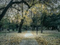 En el marco del Mes del Medio Ambiente, el Colectivo Parque Koke destaca el trabajo comunitario que ha permitido recuperar y proteger uno de los espacios verdes más emblemáticos de Rancagua.

