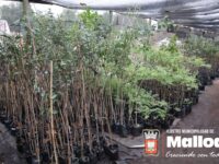 Según detalló el municipio, la mayoría de los ejemplares corresponden a especies nativas.
