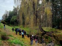 El municipio y la Universidad de O’Higgins desarrollan un trabajo conjunto para la protección de este ecosistema local.