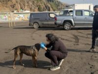 El municipio realizó operativo por perros sueltos y reforzó la tenencia responsable de animales.