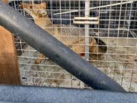 De acuerdo con la información entregada, el animal fue revisado por un médico veterinario, constatándose que no presentaba lesiones.