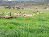 Innovación en el secano costero implementará millonario proyecto para proteger al ganado ovino de ataques de depredadores