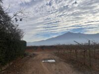 Frusexta acusa trabas para contratar trabajadores migrantes y admite uso de mano de obra irregular en el agro.
