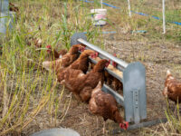 Se busca identificar criterios que permitan evaluar de manera integral las condiciones en que se producen los huevos, considerando aspectos como el bienestar animal, la alimentación, la bioseguridad, la infraestructura y el manejo.