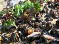Los resultados obtenidos hasta ahora indican que el hermafroditismo y la autofecundación podrían representar mecanismos evolutivos que favorecen la supervivencia de las especies.