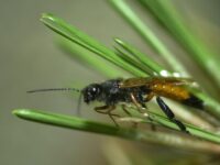 Según lo señalado, el insecto provoca la muerte de árboles, debido a que la hembra, al momento de depositar los huevos en la madera de un hospedante, mediante su ovopositor.