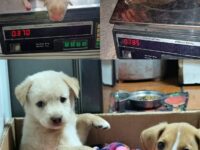 Tras recibir las primeras atenciones, los cachorros fueron trasladados a un hogar temporal, donde permanecieron bajo los cuidados necesarios mientras se buscaba una solución definitiva para ellos.