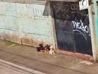 Según informó el portal Soloporamorancagua a través de sus redes sociales, serían siete los cachorros que habrían sido dejados en el lugar.