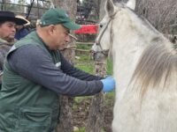 Esta ampliación busca entregar más tiempo para que las y los propietarios conozcan la normativa, identifiquen a sus animales y se preparen para cumplir con los nuevos requisitos para su traslado.