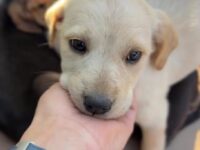 Desde la Municipalidad de Rancagua informaron que los animales actualmente se encuentran bajo resguardo y están recibiendo la atención y cuidados necesarios.
