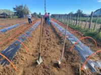 La universidad estatal se encuentra realizando un ensayo en el secano de la Región de O'Higgins que combina el uso de portainjertos, microtúneles, mulch biodegradable y biolana