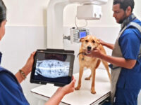 Fiscalización de Sernac halló además falta de títulos de profesionales veterinarios.