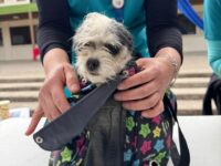 La iniciativa fue desarrollada en conjunto con el municipio y contempló la vacunación antirrábica de las mascotas.