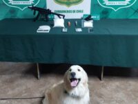 El can detector alertó sobre la presencia de droga dentro de un bolso en un bus interprovincial.