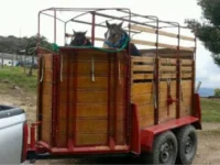 SAG y Carabineros controlarán el Formulario de Movimiento Animal (FMA) para prevenir abigeato y resguardar sanidad del ganado.