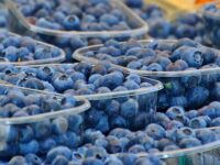 Protocolo fitosanitario permitirá exportar los frutos frescos a Paraguay.