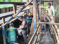 Operativo entre municipio y SAG buscó proteger la salud e identificar a ejemplares en la comuna.