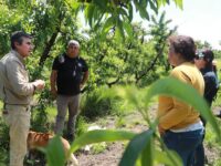 Equipos técnicos recorrieron sectores afectados para dimensionar las pérdidas que dejó el evento climático en la agricultura familiar campesina.