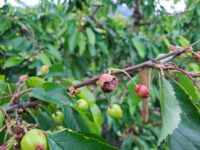 El seremi de Agricultura resaltó la resiliencia del sector agrícola regional y enfoca su acción en levantar datos técnicos rigurosos para gestionar apoyos.