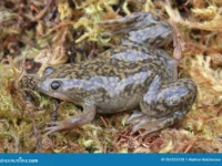 Un reciente hallazgo científico encendió las alarmas sobre el impacto de la rana africana en los ecosistemas chilenos. La especie invasora, tiene alta concentración de poblaciones en la Región de O’Higgins y zona central.