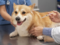 La plataforma permite conocer las jornadas municipales de vacunación, esterilización y colocación de microchips en distintas comunas del país, además de recibir alertas por correo electrónico.