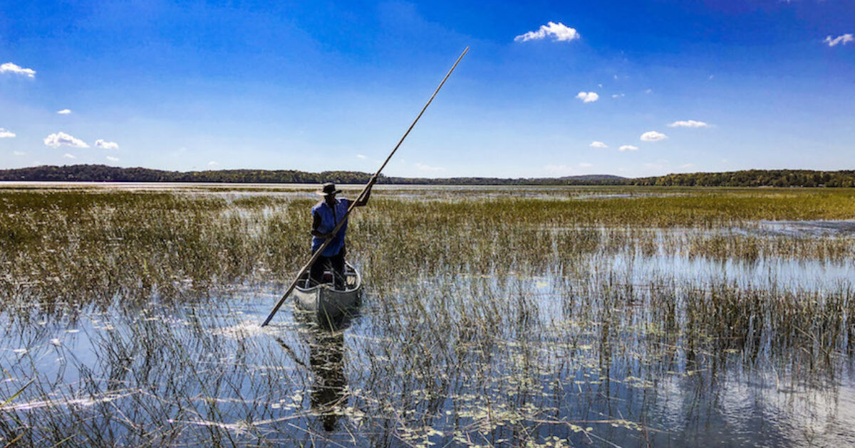 The Rights of Wild Rice In These Times