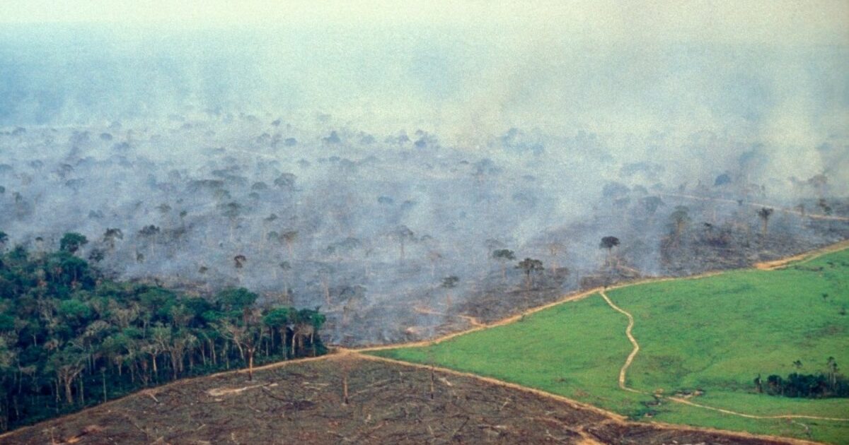 The Deforestation of the Amazon Was Named the ‘Statistic of the Decade