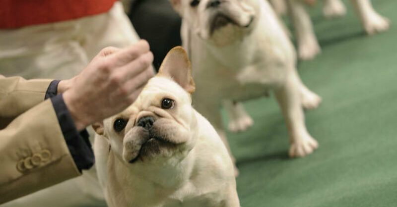 original dogs before breeding