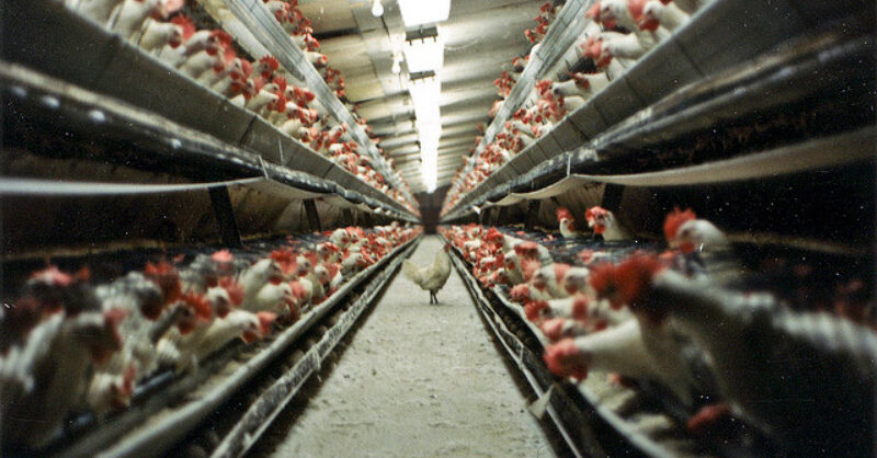 lone_hen_escapes_cage.jpg?