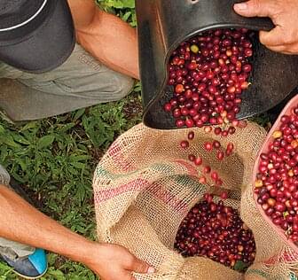 Coffee Farming