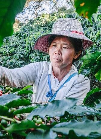 coffee farmer harvesting green coffee plants