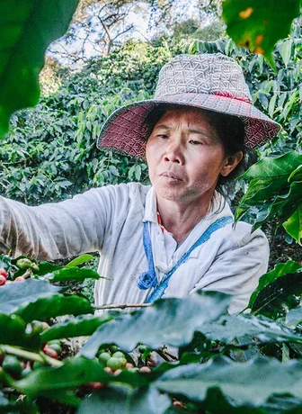 coffee farmer harvesting green coffee plants