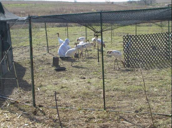 Young Whooping cranes in their travel pen on a no-fly day.