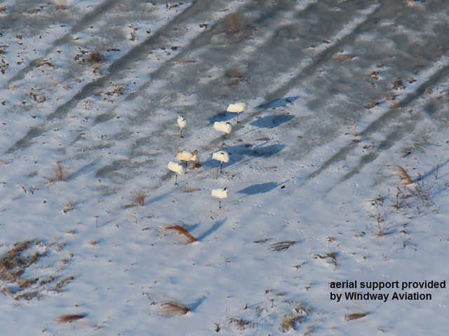 Wintering adult whoopers (with  one parent-reared chick) in Hopkins County, Kentucky