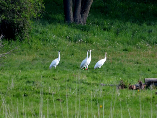 Cranes 3,4,5, and 6-11 after completing their first spring migration back to Wisconsin