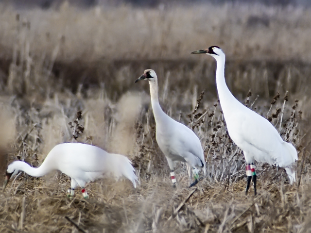 Crane family with chick