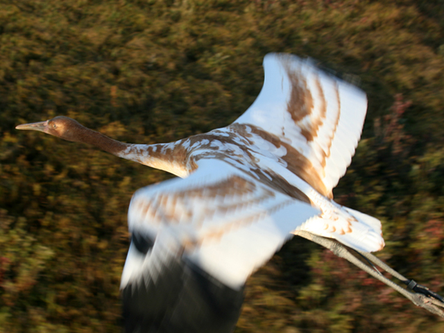 Young Whooping crane in flight on migration