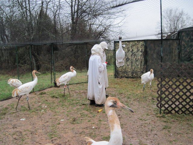 Young Whooping Cranes in their travel pen with costumed handlers and role model plastic crane