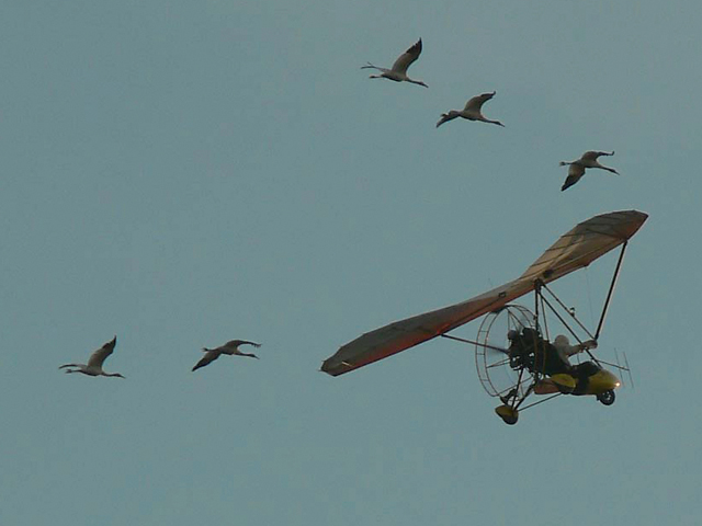 Five cranes in Class of 2012 fly with their ultralight-airpcraft leader on migration.