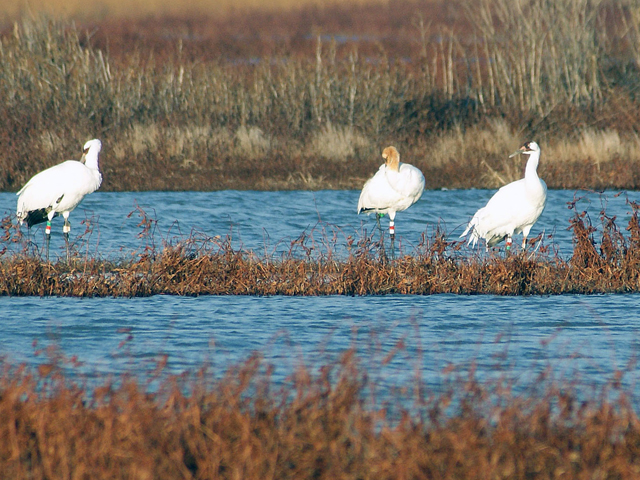 Crane family 212, 419 and W1-12 at migration stopover